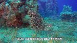 海底行走的“鱼人”，你见过吗？看得让人头皮发麻