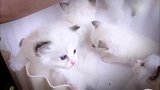 布偶猫：是不是想打架我可不怂，来吧！
