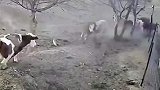 猪猪就是串个门差点挂