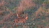 小野猫误闯狮子领地，怎料被一头狮子发现，下一秒被活活咬死！
