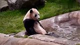 熊猫：来人啊，朕溺水了，熊猫超萌仰泳姿势，游客直呼卡哇伊
