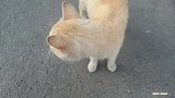 一只流浪的老猫，应该至少十岁了，它的叫声让人有心痛的感觉！