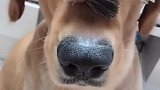 狗子：主人我就想问问，这小鸟我能吃不！