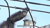 黑猩猩挑战高压电“走钢丝”，最后是个悲惨的结局，镜头拍摄全程