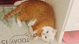 猫：放开我，我是不会喜欢你的！
