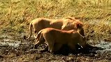 母爱太伟大了！刚出生的水牛崽被狮子猎杀，生气的母牛前来营救