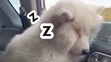 狗主人拍下狗狗狗狗  旅行 后在车上打瞌睡 的视频引网友围观