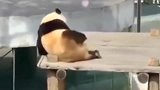 熊猫：看我妖娆的身姿，怎么样是不是迷恋上我啦！