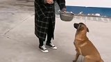 铲屎官回来晚了，饿坏了的马犬竟然把食盆拱到我面前，瞬间萌化我