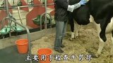 牛身上的盖子。
