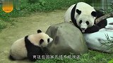 熊猫也有被嫌弃的时候外国人提前“退货”原因让人哭笑不得