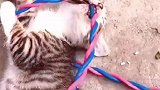 猫猫啊你说你冤不冤
