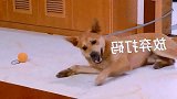 萌宠 无敌土狗自娱自乐，累瘫倒[高清版]