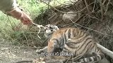 老外设陷阱抓鬣狗，将水猛灌进洞穴，不到1分钟乖乖钻进铁笼