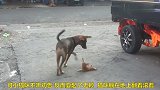 小猫咪与狗狗的争执，太有趣了
