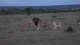 母狮对雄狮大打出手，只为保护幼崽