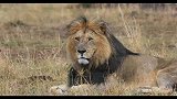 高清版！东非马赛马拉草原的帅气雄狮一览