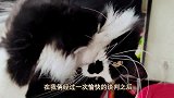 带猫咪做苗条身材挑战，猫咪咬我威胁我，还耍大牌！