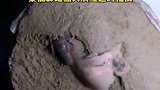 14秒看秦俑彩绘佣头如何清理修复西安 兵马俑 文物