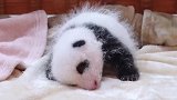 毛茸茸的熊猫宝宝