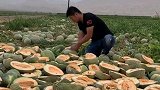 农民辛辛苦苦大半年白费了