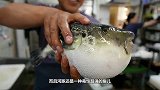 河豚鼓鼓的肚子里装的是什么老外用刀划开后，简直惊呆了