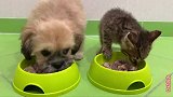 两份食物都被小狗抢光，猫咪：没有你这样欺负猫的