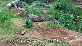 人的胆子有多大？被猛兽咬住的瞬间，网友：看着就疼