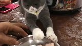 蓝猫：我就摸一下，动手不动口，绝不偷吃