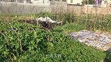 九九元旦羊肉炖萝卜，家人撑开肚吃，老九几碗羊肉汤下肚四脚踏火