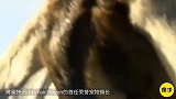 世界上最奇葩的小镇，动物一起参选镇长，最后获胜者是一只山羊