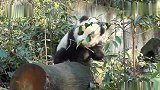 看了三遍才看清这熊猫是怎么摔下去的