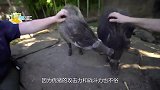 疣猪在草原觅食，闯入了狮子的视线，镜头拍下悲惨一幕