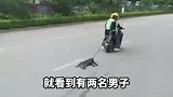 两农民工骑车用链子，将狗狗拉在地上一路拖行