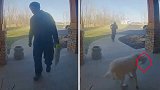 笑不活了！热心狗子将刚放下的包裹送还给快递员