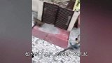 豹子闯进村子，见人就咬“杀红了眼”，村子顿时乱成一锅粥！