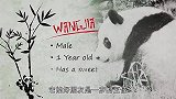 熊猫宝宝 ：阳阳是个自信的小伙子！