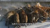 雄狮夜里闯进村庄，第二天农户去羊圈查看，羊群无一生还！