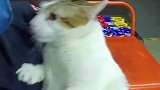 一只有社恐的小猫咪，像极了小时候被爸妈抱着见亲戚的我