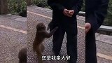 为了要口吃的，这猴子拼了