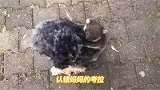 一只小考拉，把狗狗错认妈妈