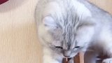 爆笑动物，我家的猫快养不起了，自从我把空调关了以后它就一直在