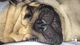 巴哥犬呼噜打得震天响，女主人一句话就给吓得滚到地上