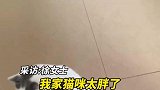猫咪太胖，给猫咪买一个