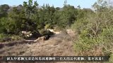 坏男孩雄狮的后代：渥太华雄狮和狮群捕牛的最后珍贵视频