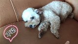 小泰迪爬山玩了一整天回家后是什么样子，看我家猜猜就知道啦