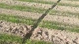 小麦地里的沟，这是什么情况