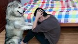 养狗千日，用狗一时，画面太温馨了