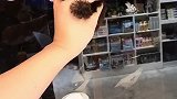 泰迪什么品种