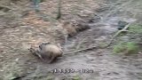 这只野猪真倒霉，遇到这么疯狂的狗狗，这下在劫难逃了！